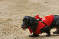 DoggyPark_C-272_thumb.png