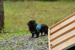 DoggyPark_C-273.jpg