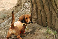 DoggyPark_C-274.jpg
