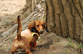 DoggyPark_C-275_thumb.png
