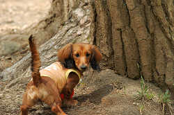 DoggyPark_C-276.jpg