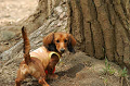 DoggyPark_C-276_thumb.png