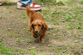 DoggyPark_C-277_thumb.png