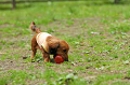 DoggyPark_C-278_thumb.png
