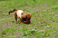 DoggyPark_C-279_thumb.png