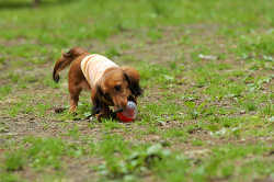 DoggyPark_C-280.jpg