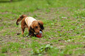 DoggyPark_C-280_thumb.png