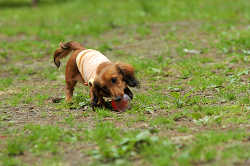 DoggyPark_C-281.jpg