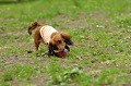 DoggyPark_C-281_thumb.png