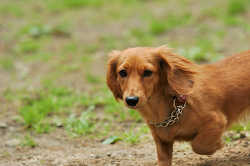 DoggyPark_C-282.jpg