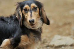 DoggyPark_C-283.jpg