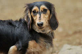 DoggyPark_C-284_thumb.png