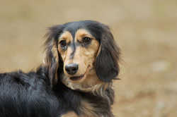 DoggyPark_C-285.jpg