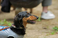 DoggyPark_C-287_thumb.png