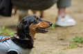 DoggyPark_C-288_thumb.png