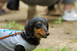 DoggyPark_C-289.jpg
