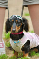 DoggyPark_C-290_thumb.png