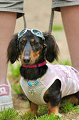 DoggyPark_C-291_thumb.png