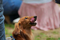 DoggyPark_C-292_thumb.png