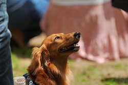 DoggyPark_C-293.jpg