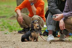 DoggyPark_C-294.jpg