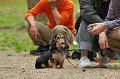 DoggyPark_C-294_thumb.png