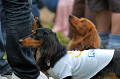 DoggyPark_C-295_thumb.png