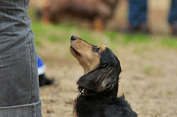 DoggyPark_C-296.jpg