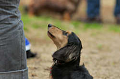 DoggyPark_C-296_thumb.png