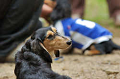 DoggyPark_C-297_thumb.png