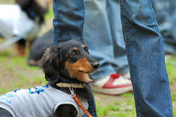 DoggyPark_C-298.jpg