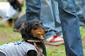 DoggyPark_C-298_thumb.png