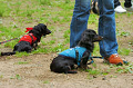 DoggyPark_C-299_thumb.png