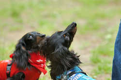 DoggyPark_C-300.jpg
