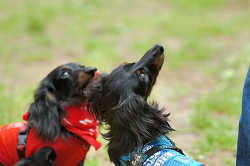 DoggyPark_C-301.jpg