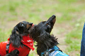 DoggyPark_C-301_thumb.png