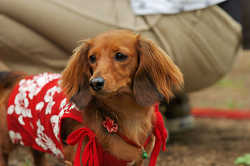 DoggyPark_C-302.jpg