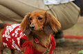 DoggyPark_C-302_thumb.png
