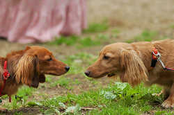 DoggyPark_C-303.jpg