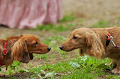 DoggyPark_C-304_thumb.png