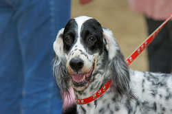 DoggyPark_C-305.jpg