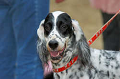 DoggyPark_C-305_thumb.png