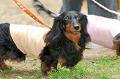 DoggyPark_C-306_thumb.png