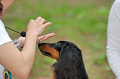 DoggyPark_C-307_thumb.png