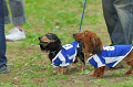 DoggyPark_C-308_thumb.png
