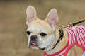 DoggyPark_C-309_thumb.png