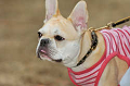 DoggyPark_C-310_thumb.png