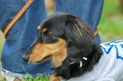 DoggyPark_C-311.jpg