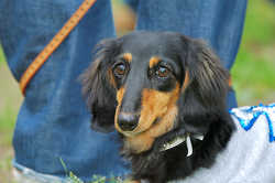 DoggyPark_C-312.jpg