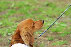 DoggyPark_C-313.jpg